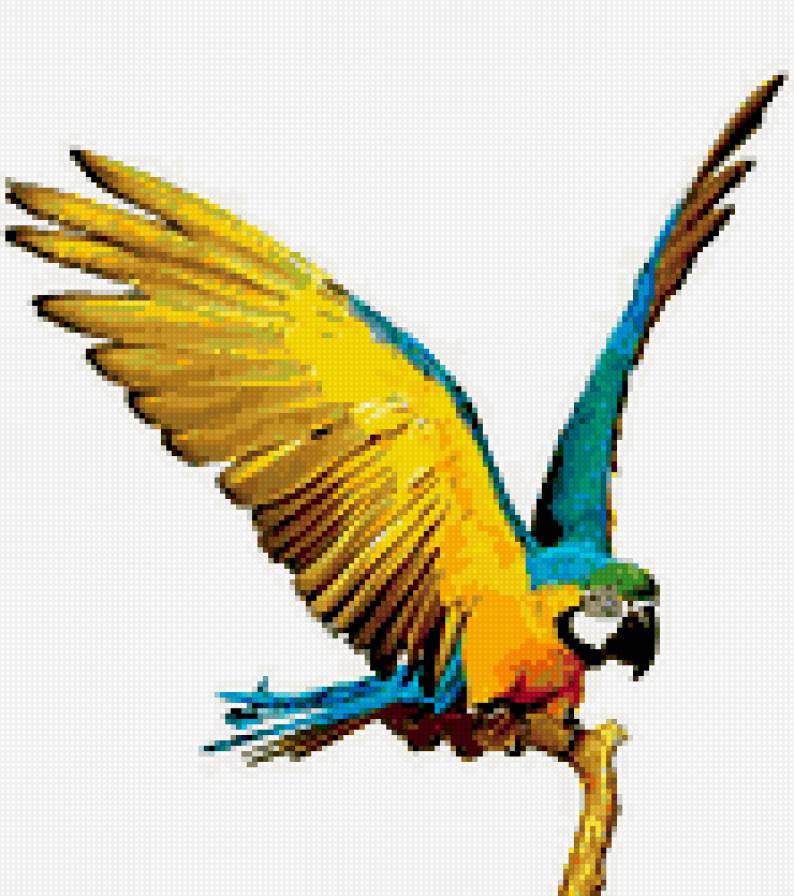 попугайчик - предпросмотр