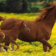 Схема вышивки «№420393»