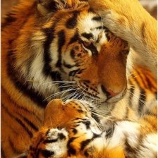 Схема вышивки «№420397»