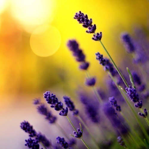 Лаванда - цветы, лаванда - оригинал