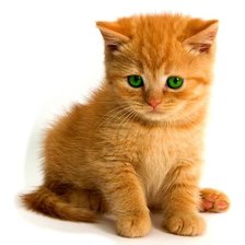 Схема вышивки «рыжик»