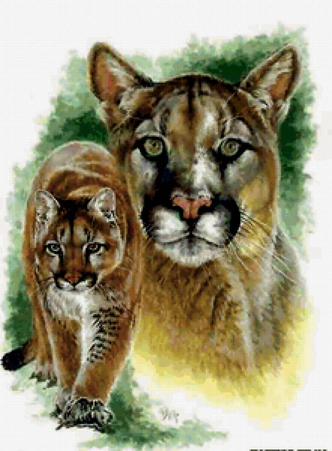 Пума - дикие кошки, животные - предпросмотр