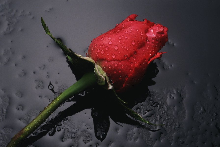 Цветок любви - роза, цветы - оригинал
