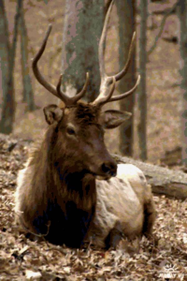 олень - животные, олень, природа - предпросмотр