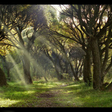 Схема вышивки «лес»