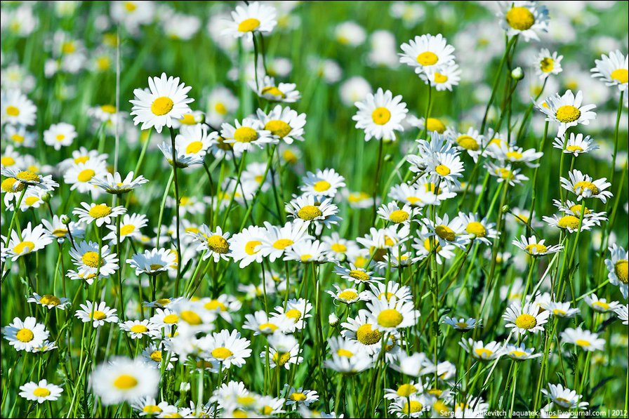 ромашки - цветы.ромашки - оригинал