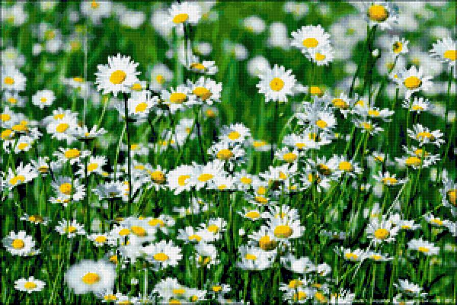 ромашки - цветы.ромашки - предпросмотр