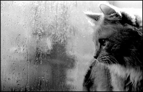 кот - черно-белое, кот, дождь, грусть - оригинал