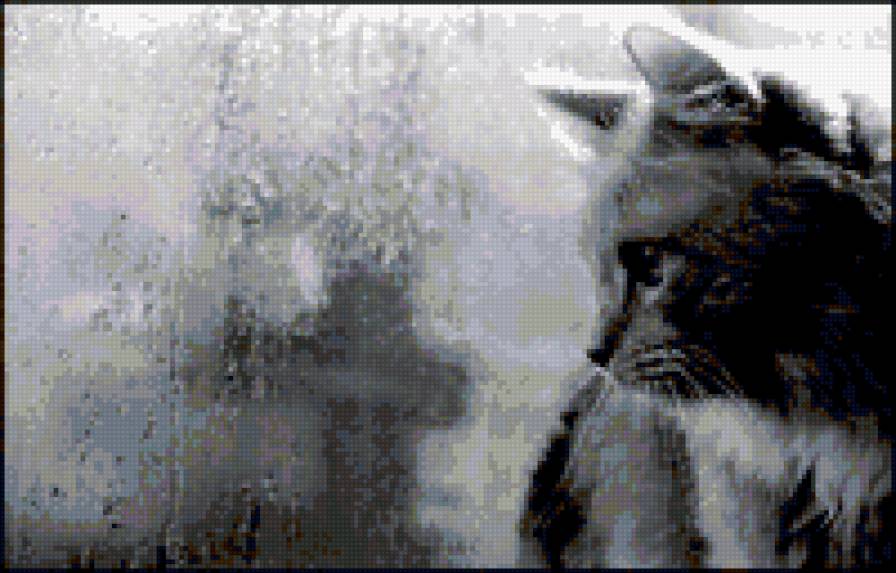 кот - кот, черно-белое, грусть, дождь - предпросмотр