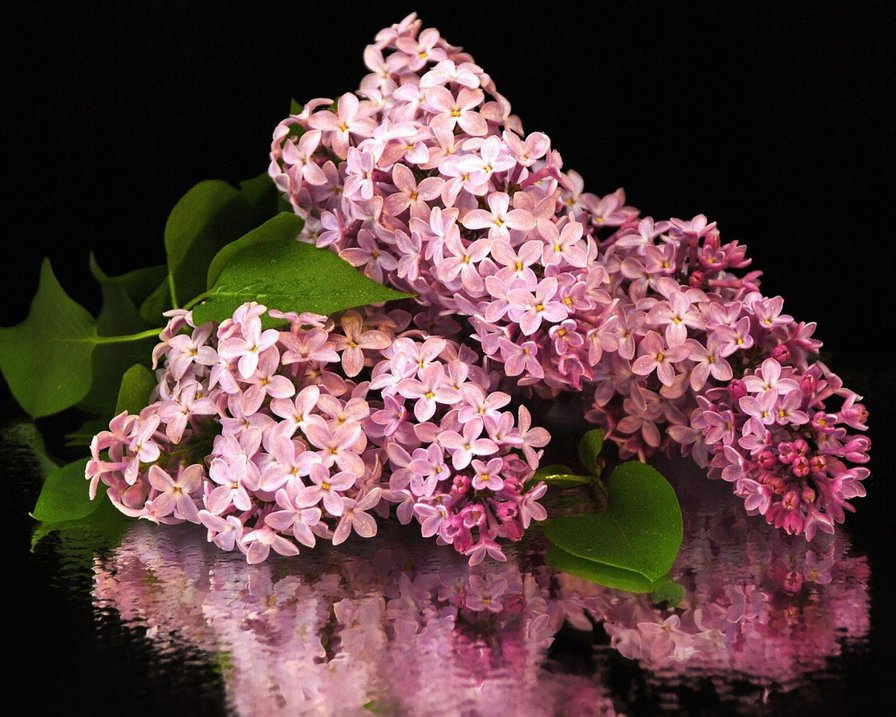 Из цикла Сирень - оригинал