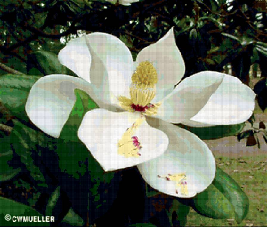 Магнолия - предпросмотр