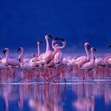 Схема вышивки «розовые фламинго»