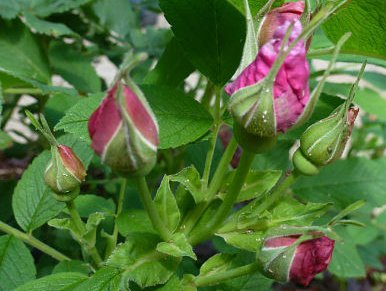 роза - цветы - оригинал