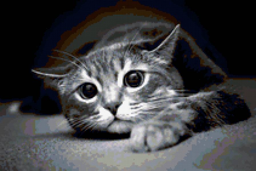 Котик - животные, кошки - предпросмотр