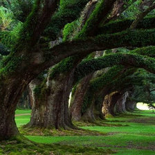 Схема вышивки «парк»