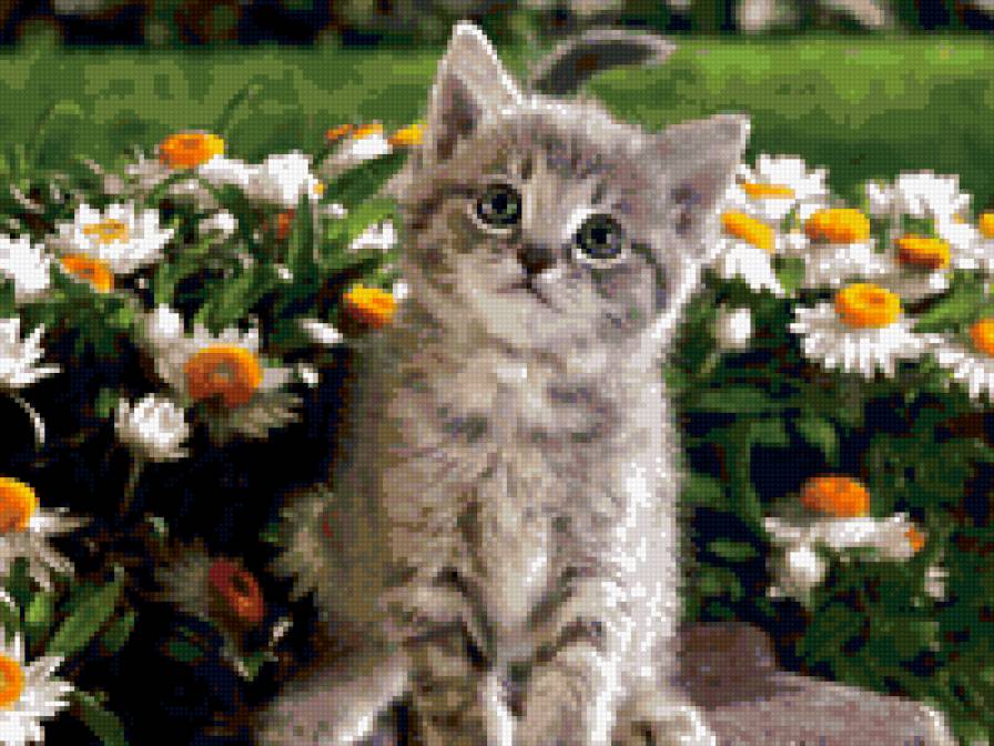 Котенок - животные - предпросмотр