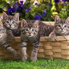 Схема вышивки «Котята в корзине»