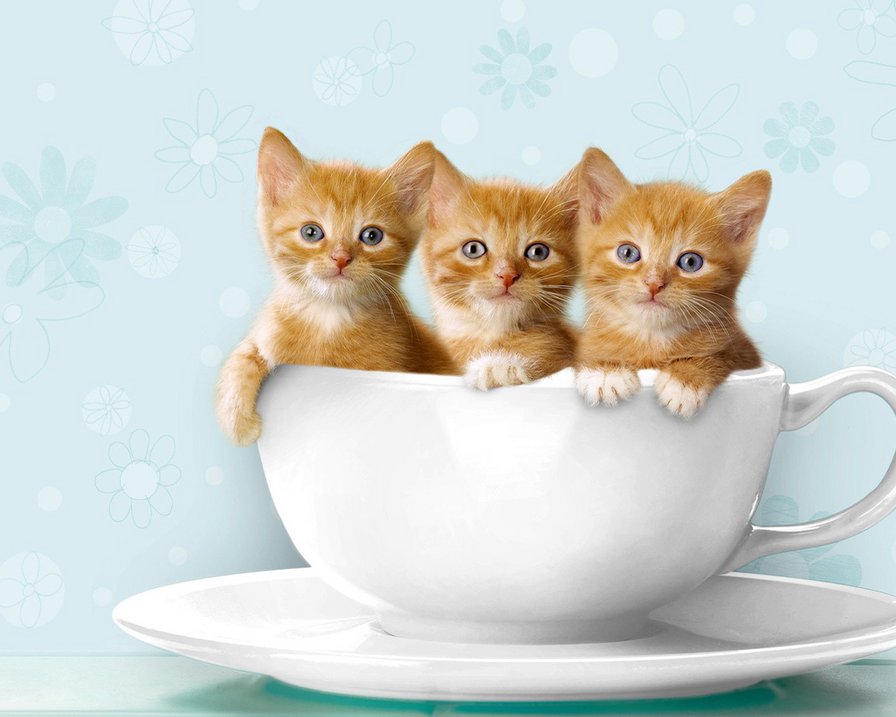 Котята в кофейной чашке - животные - оригинал