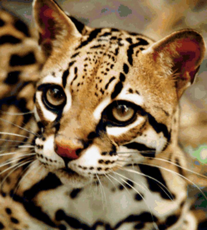 Оцелот - дикие кошки, оцелот, кошка - предпросмотр