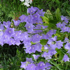 Схема вышивки «цветочки»