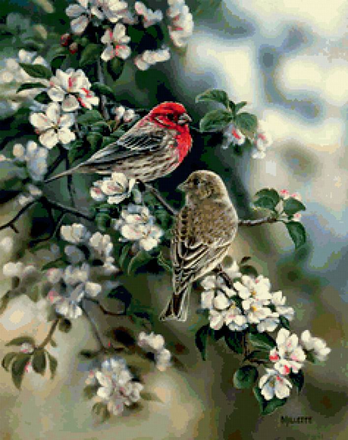 птицы - природа, цветы, птицы, весна - предпросмотр