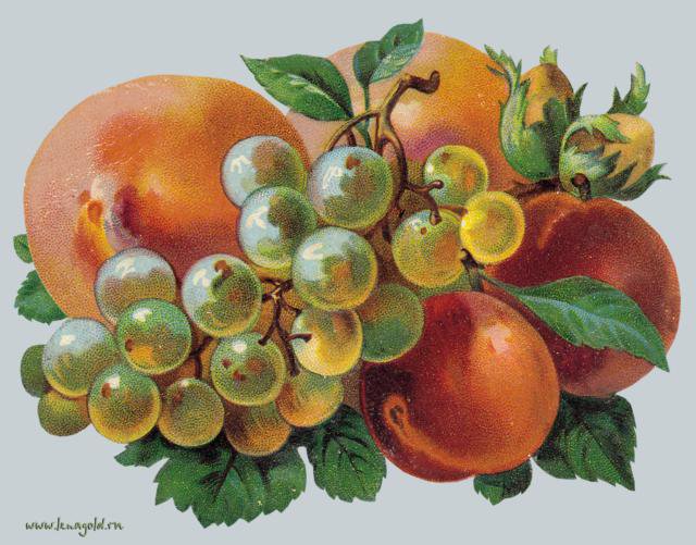 натюрморт - фрукты, виноград, натюрморт - оригинал