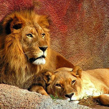 пара львов