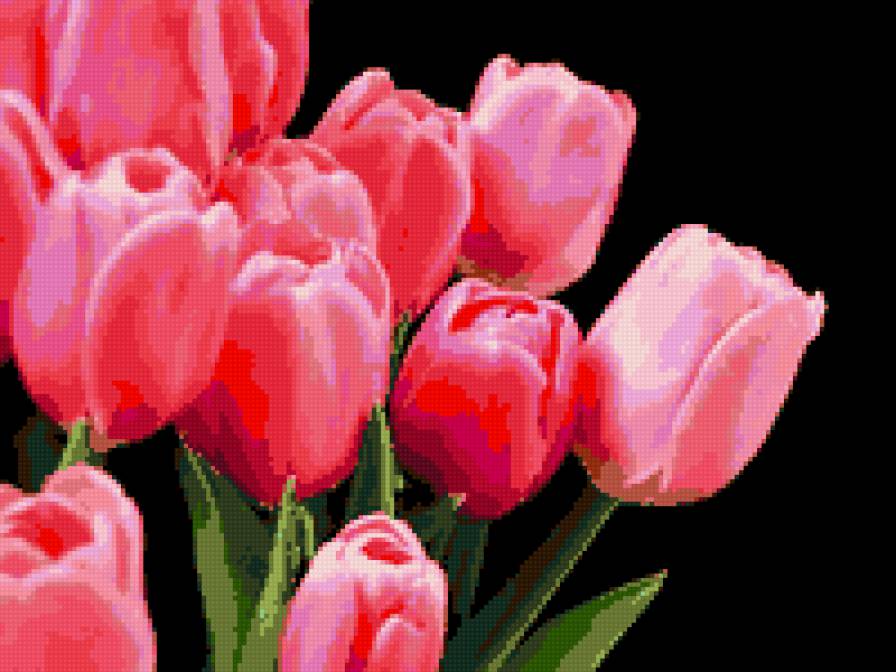 Тюльпаны - цветы - предпросмотр