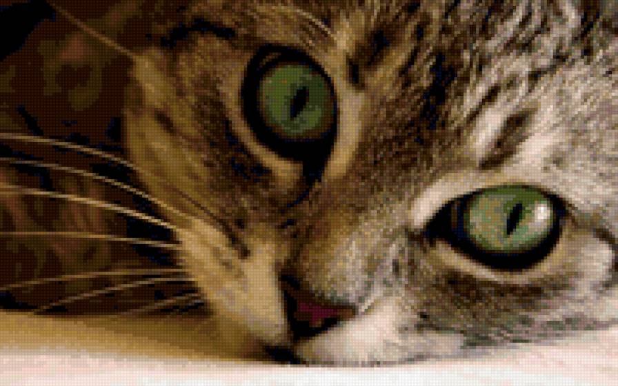 Котик - животные - предпросмотр