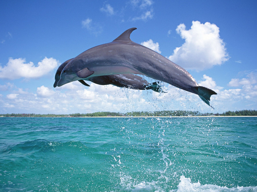 Дельфины - животные - оригинал