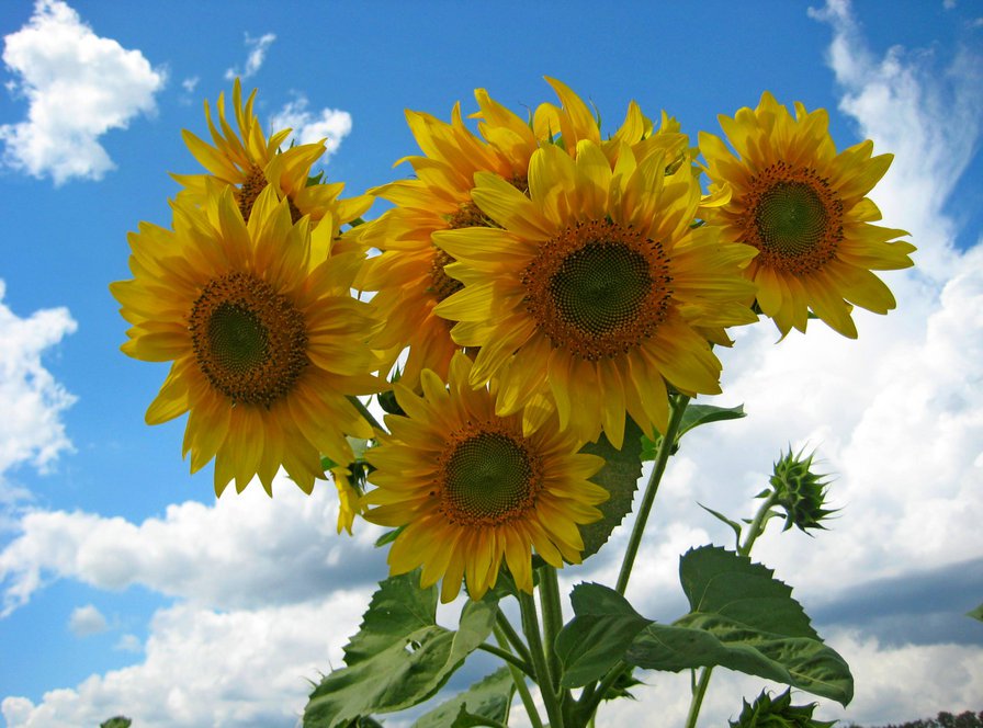 Подсолнечное утро - цветы, лето, подсолнухи - оригинал