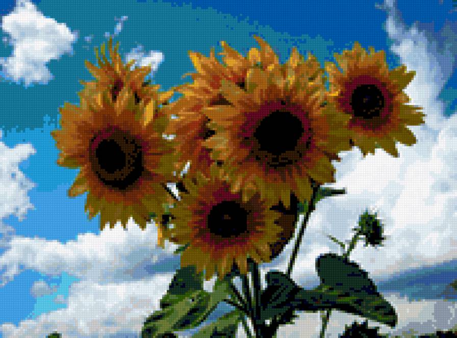 Подсолнечное утро - лето, цветы, подсолнухи - предпросмотр