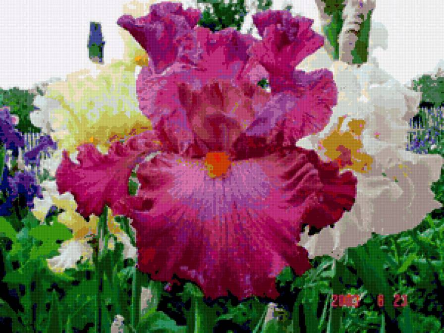 серия "ирисы" - цветы.ирисы - предпросмотр