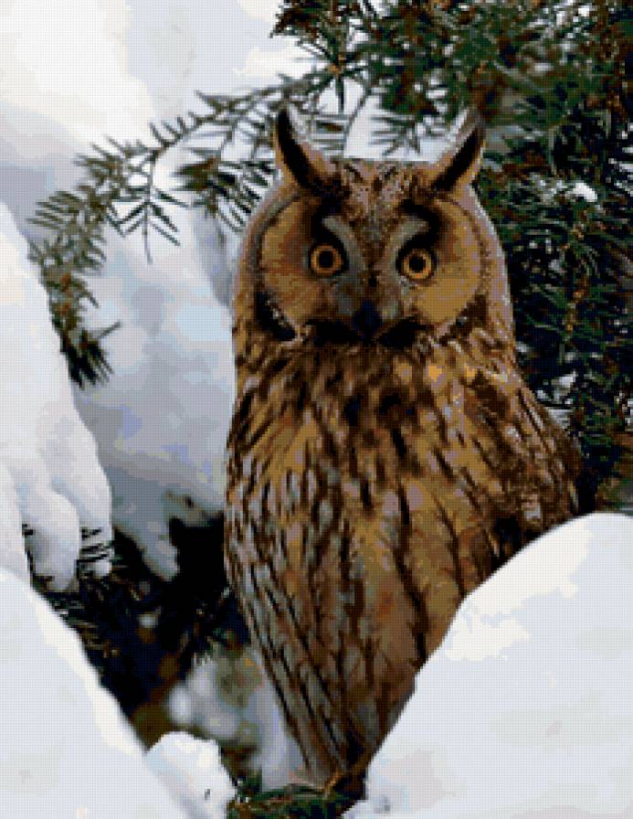 сова - сова, зима, птица - предпросмотр