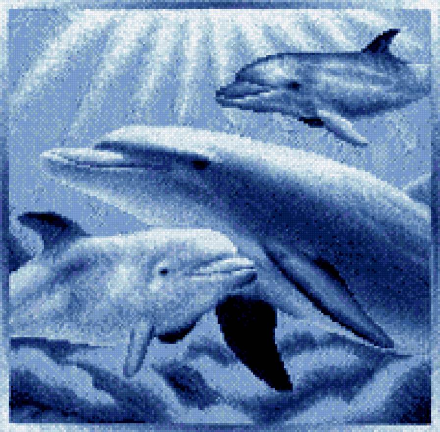 три дельфина - море, дельфины - предпросмотр