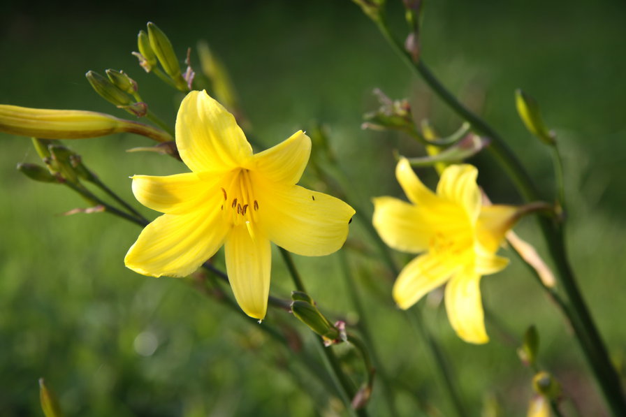 flowers - оригинал