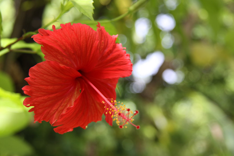 flower - оригинал