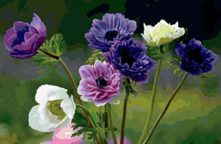 Анемоны - цветы, анемоны - предпросмотр