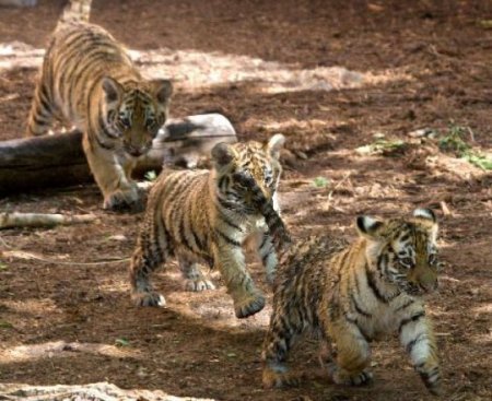 Тигрята - тигр, кошка - оригинал