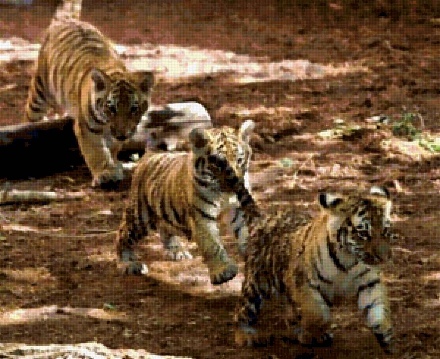 Тигрята - тигр, кошка - предпросмотр