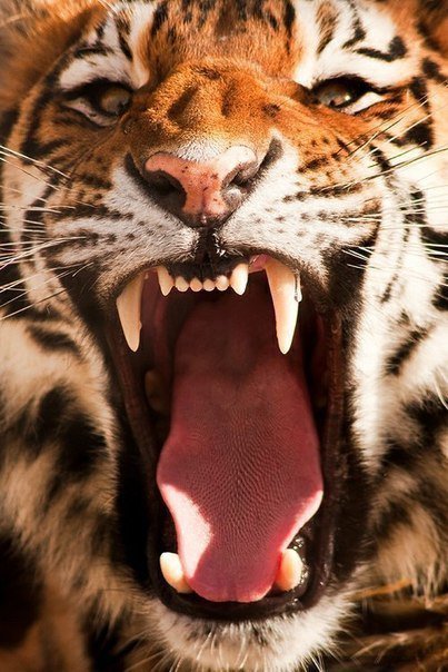 Тигра - хищник, тигр - оригинал