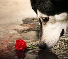 Схема вышивки «роза»