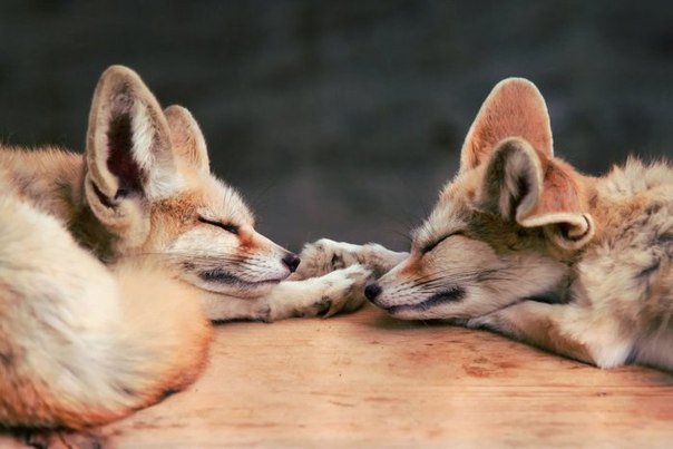 Спящие лисы - лисы, любовь, пары, животные, нежность - оригинал