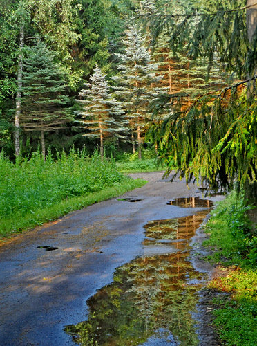 дорога - лужа, лес, деревья, дорога - оригинал