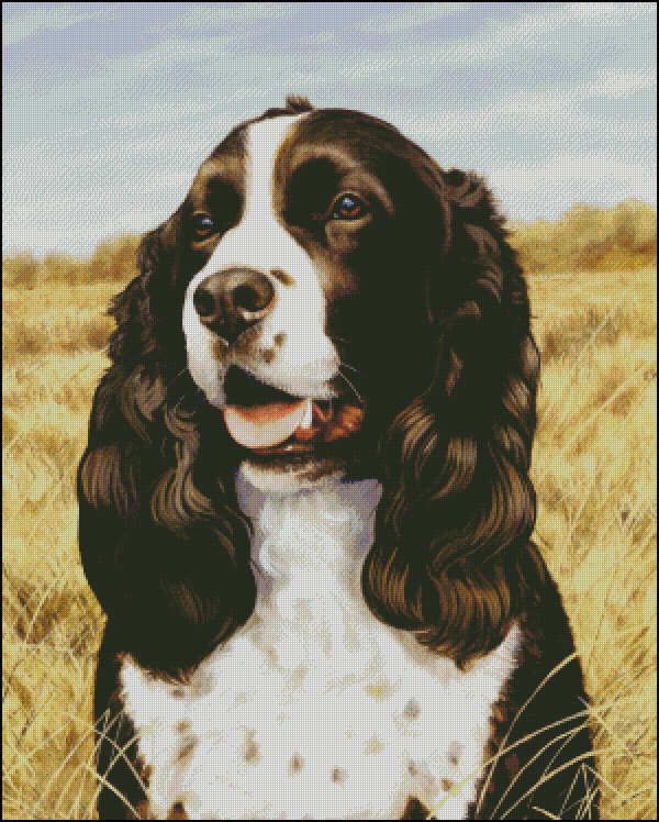 спаниель - собаки - оригинал