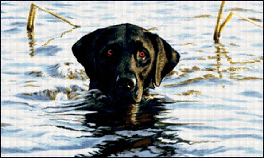 лабладор - собаки - предпросмотр