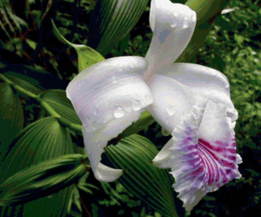 из цикла Орхидеи... - предпросмотр