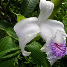 Схема вышивки «из цикла Орхидеи...»