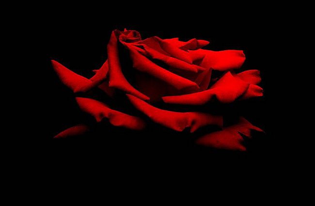 красная роза - красная роза - оригинал