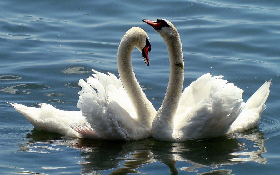 Лебеди - картина - оригинал